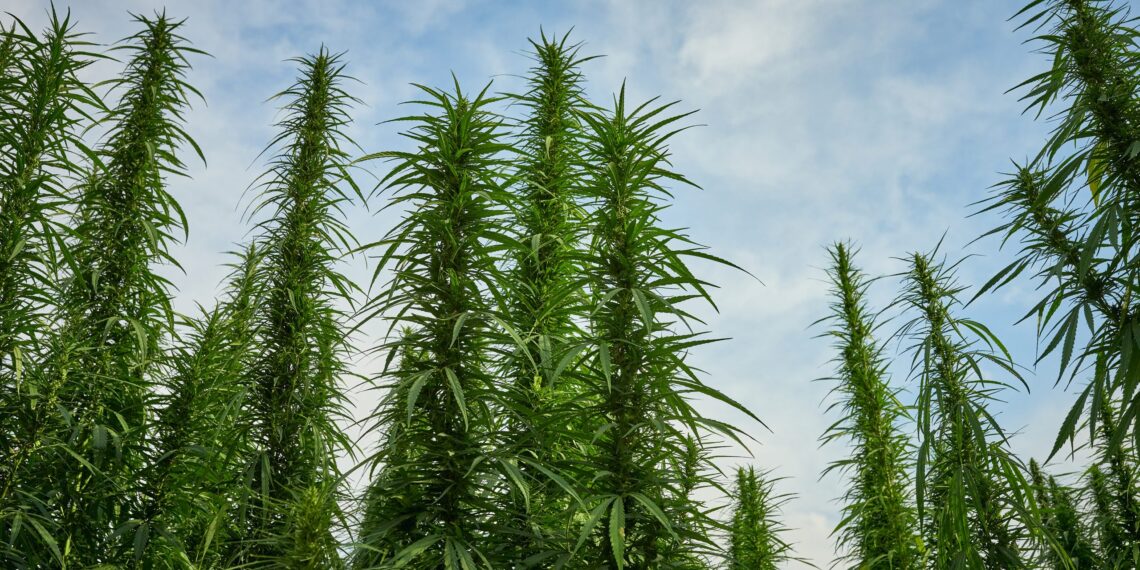 Mel -portfolio cannabis farms