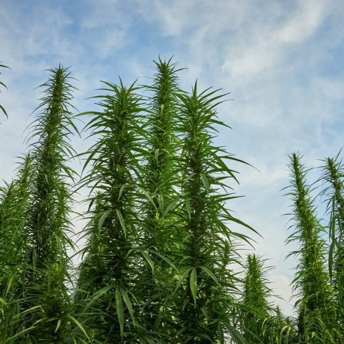 Mel -portfolio cannabis farms